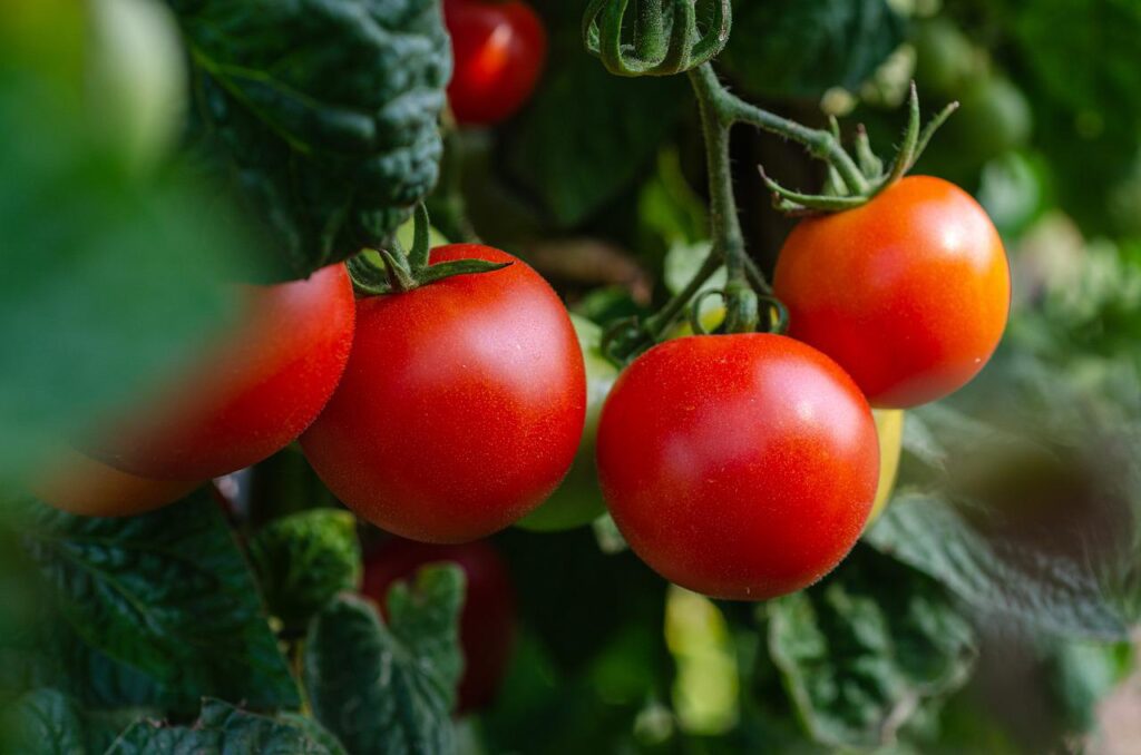 Tomatoes Dream Meaning Red Green