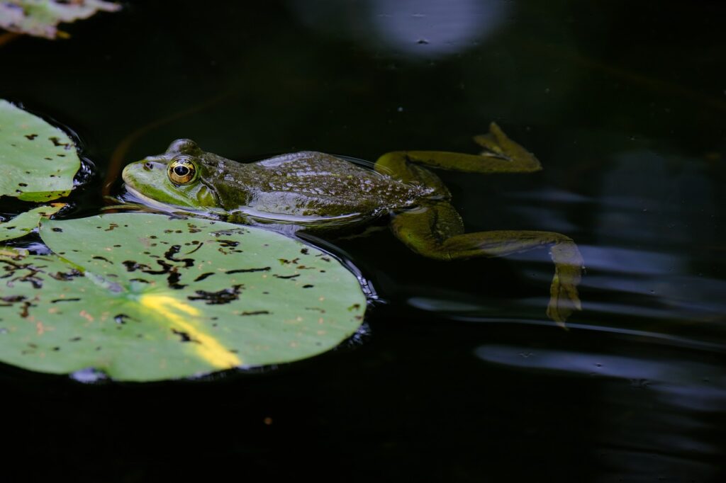 Frog Dream Meaning