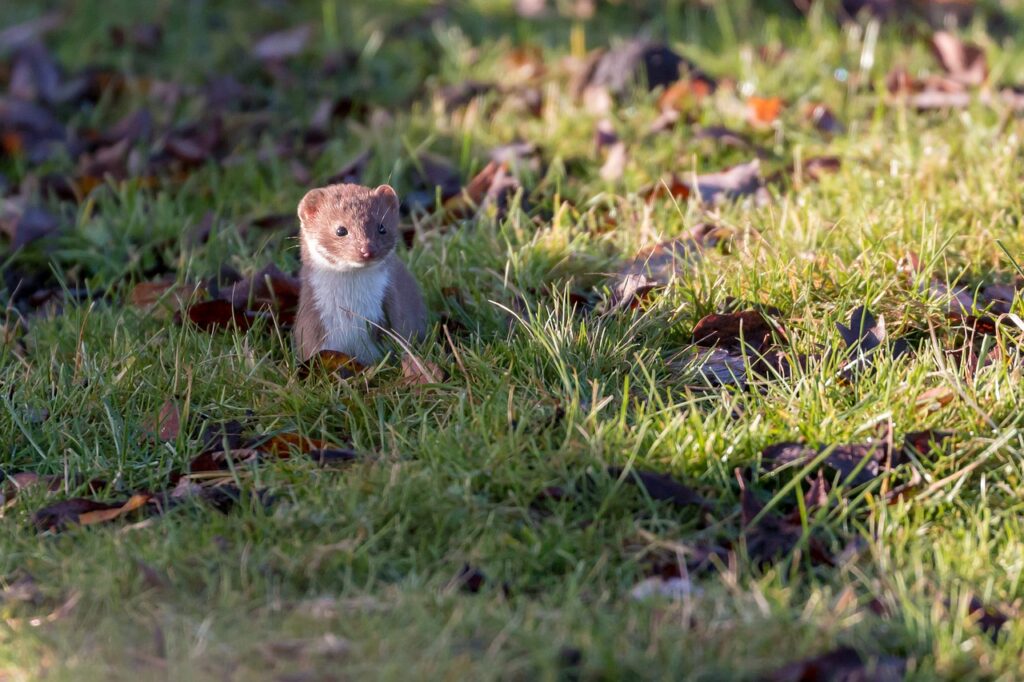 Weasel Dream Meaning