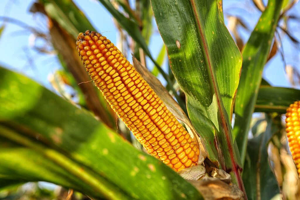 Corn Dream Meaning