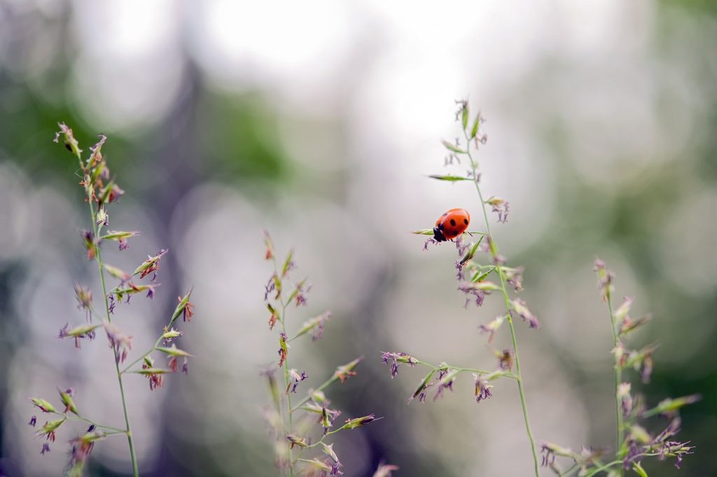 Ladybugs Dream Meaning