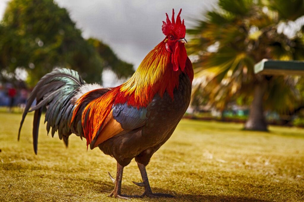 Rooster Dream Meaning